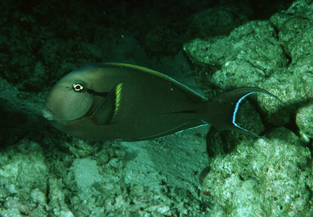 Acanthurus nigricauda